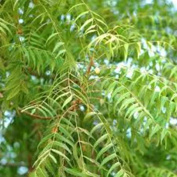 Natural Neem Tree